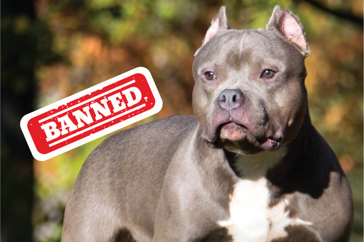 American XL bully owners may be able to keep their dogs, chief vet