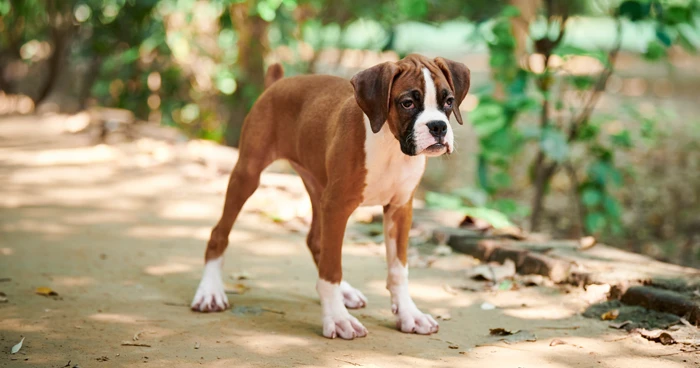Boxer