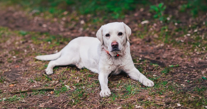 Labrador Retrievers