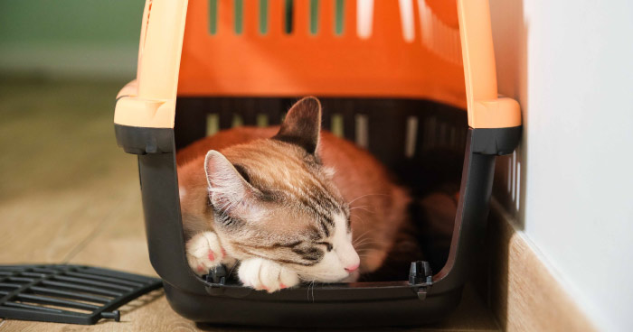 Ensuring Safe Pet Transport