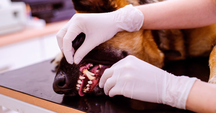 Dental Health