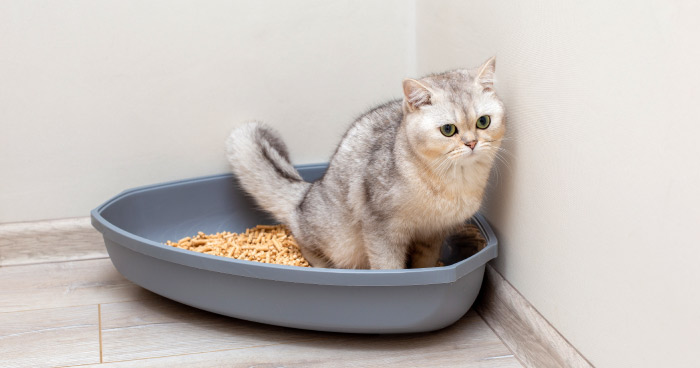 Litter box