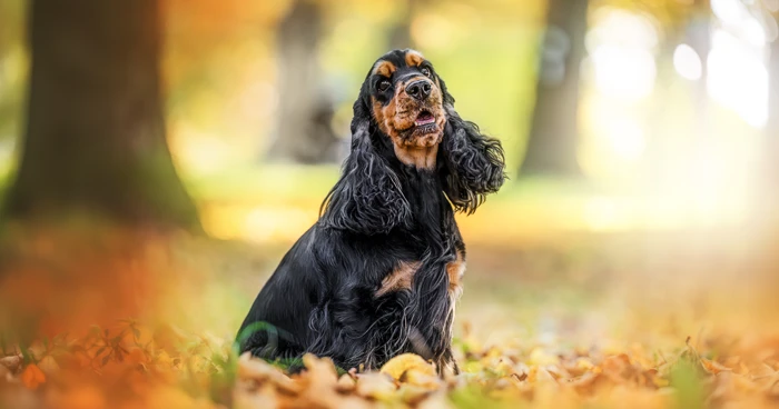 Cocker Spaniel
