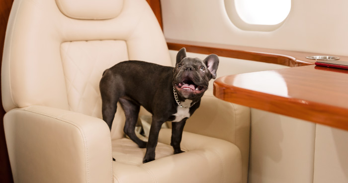 Flying With your Pet