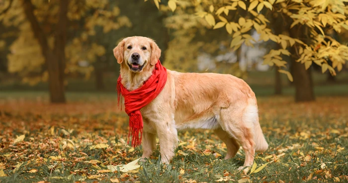 Golden Retriever