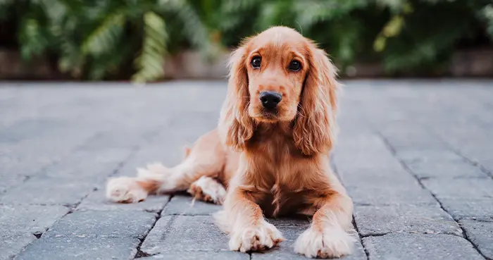 Long Haired & Heavy Coated Breeds