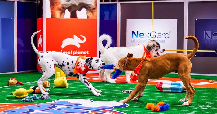 Puppy Bowl