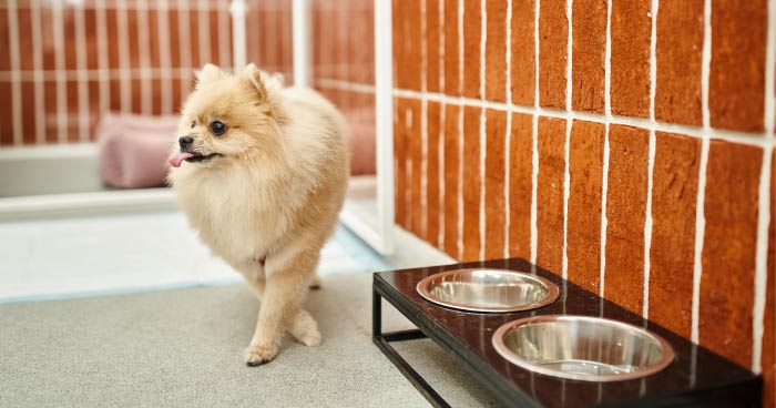 Choosing Pet-Friendly Accommodation