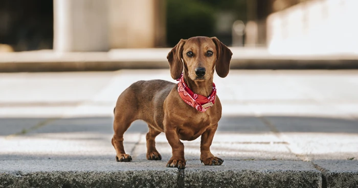 Dachshunds
