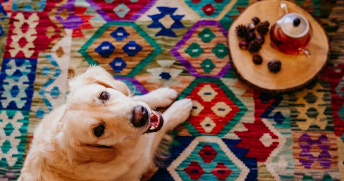 Overlooking Pet-Proofing
