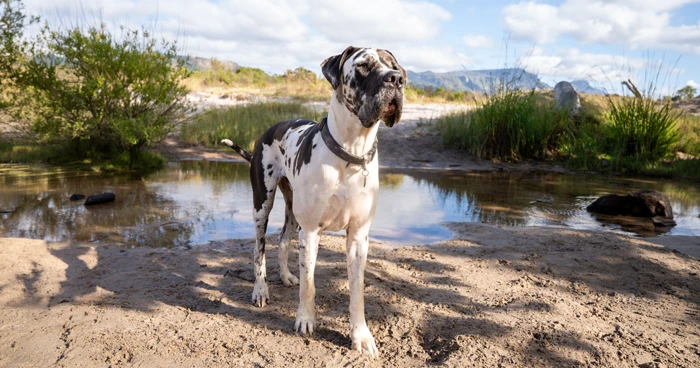 Great Dane