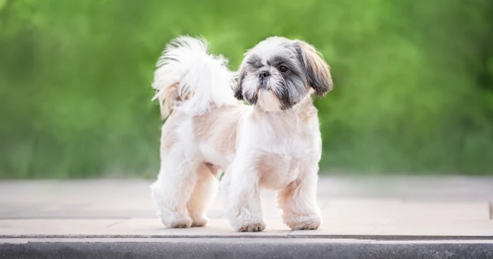 Shih Tzu