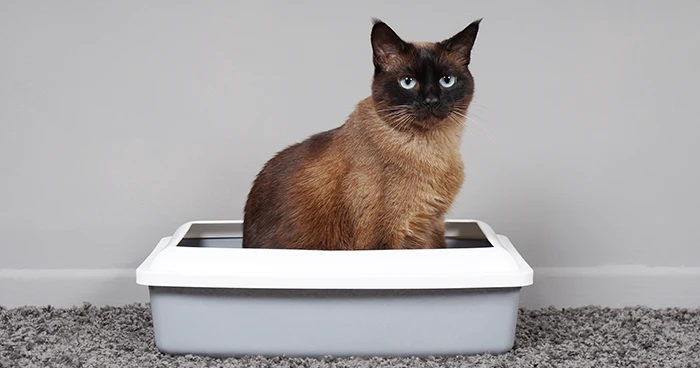 Litter Box