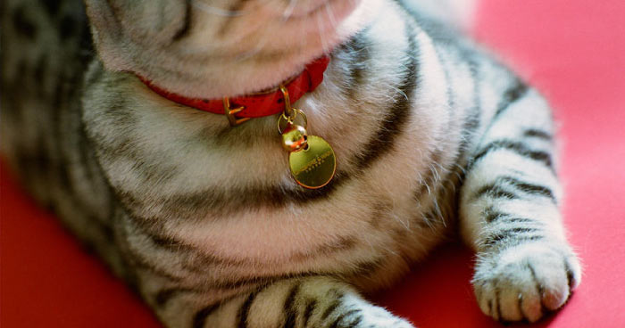 Collar and Dog Tags 