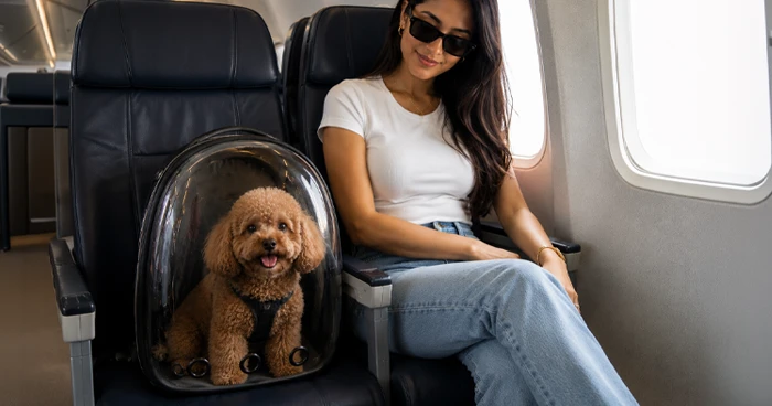 Air Travel Tips for Poodle Owners