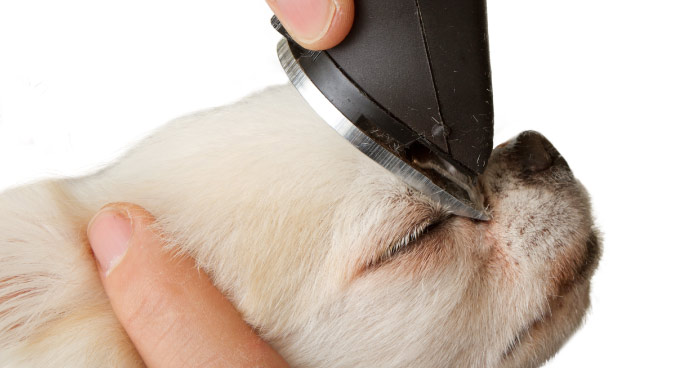 Fur Clipper/Trimmer