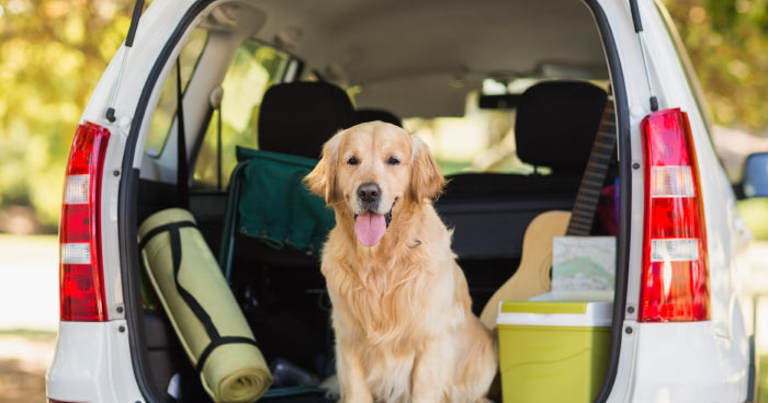 Road Trips Safety First
