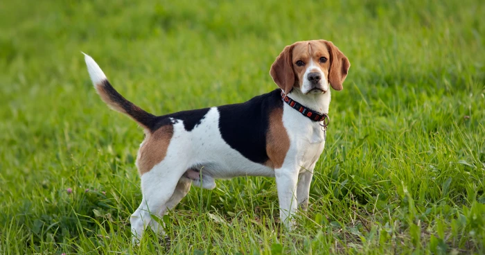Beagle