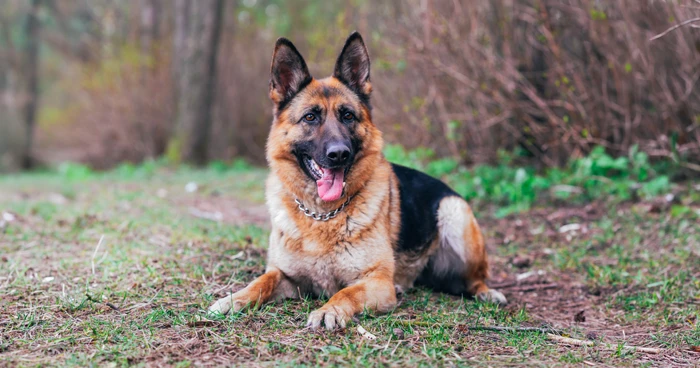 German Shepherd