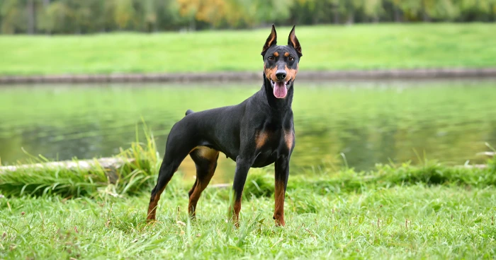 Doberman Pinscher
