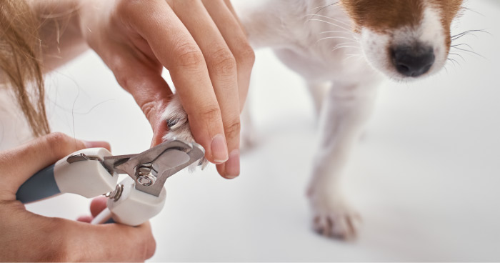 Nail Cutter