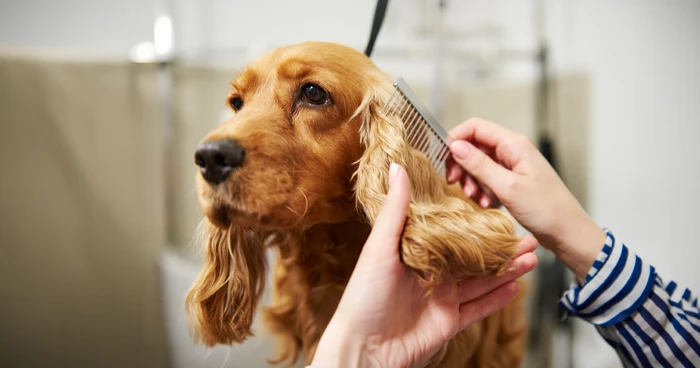 Grooming and Coat Care