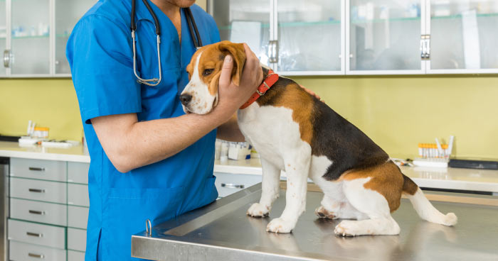 Regular Vet Visits