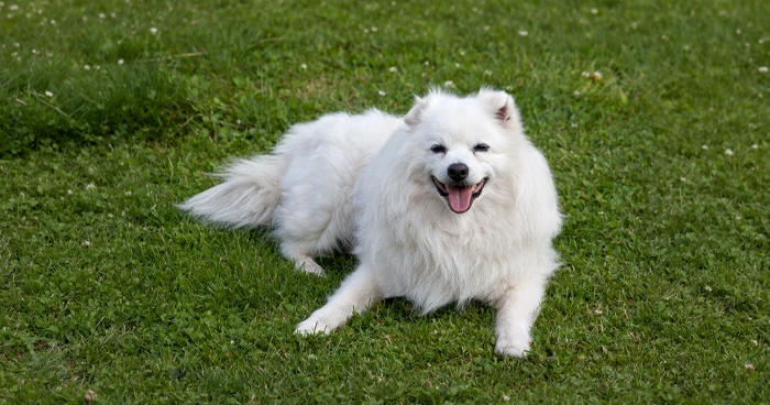 Indian Spitz