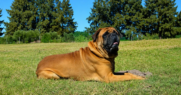 Bullmastiff