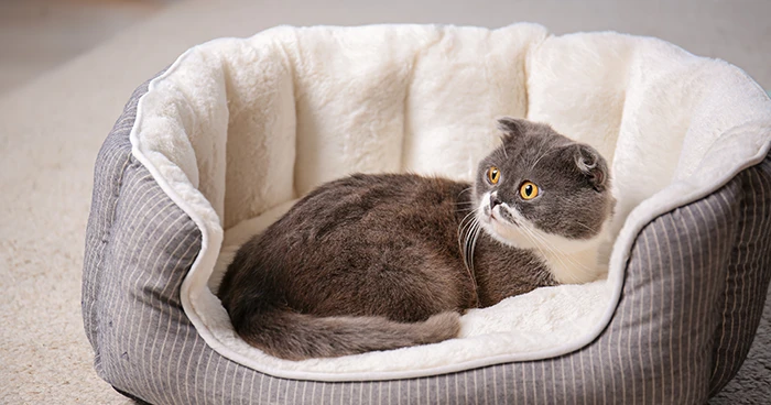 Bedding
