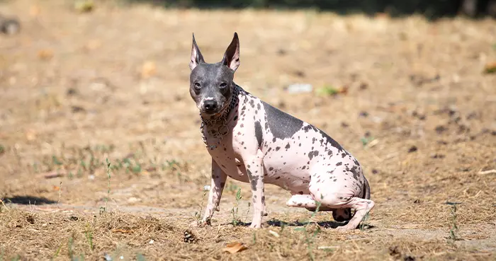 Hairless Dog Breeds