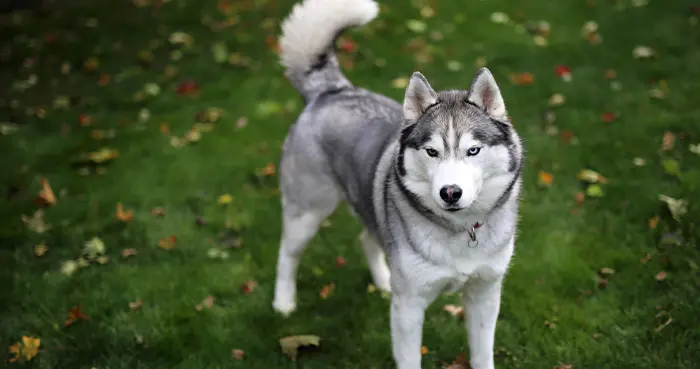 Thick Double Coated Breeds