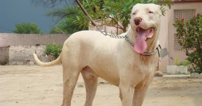 Indian Mastiff (Bully Kutta)