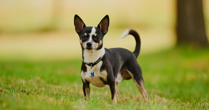 Chihuahua