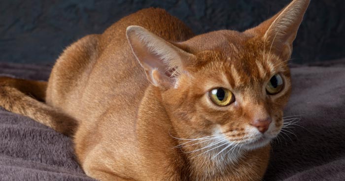 Abyssinian