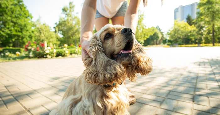 What Is the Temperament of a Cocker Spaniel?