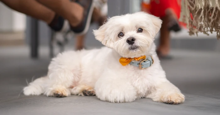 Maltese