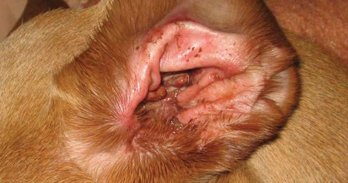 Dog Ear Infections 