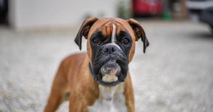 Boxer