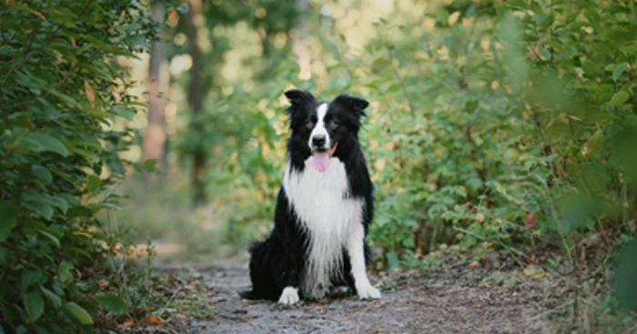 Border Collie