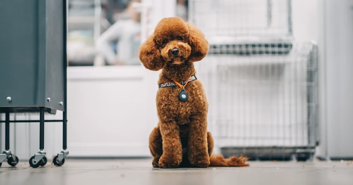 Poodle