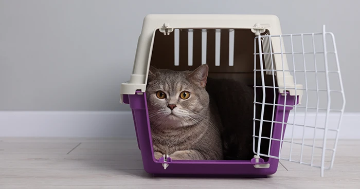 Pet Carrier/Crate