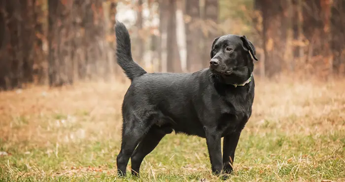 Large & Heavy Breeds