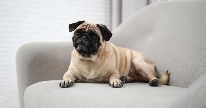 Pug