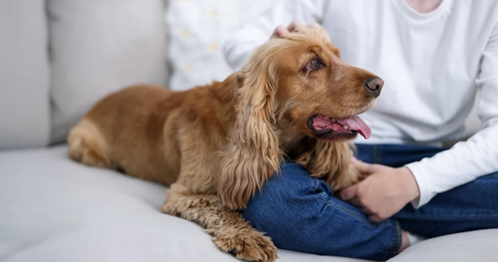 Are Cocker Spaniels Good Family Dogs and Apartment Pets?
