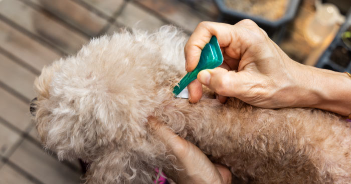 Flea & Tick Treatment