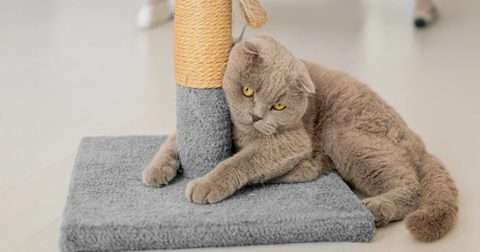 Scratching Pads/Posts