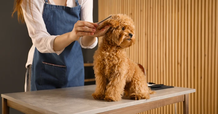 Grooming Requirements for Poodles