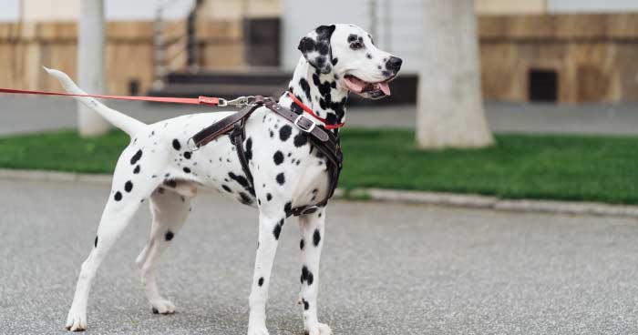 Dalmatian