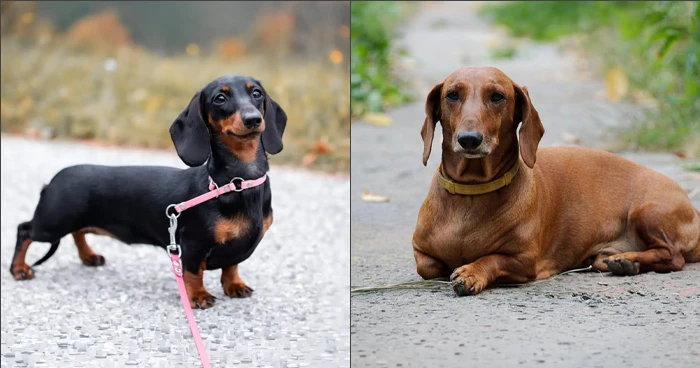 miniature-vs -standard- dachshund